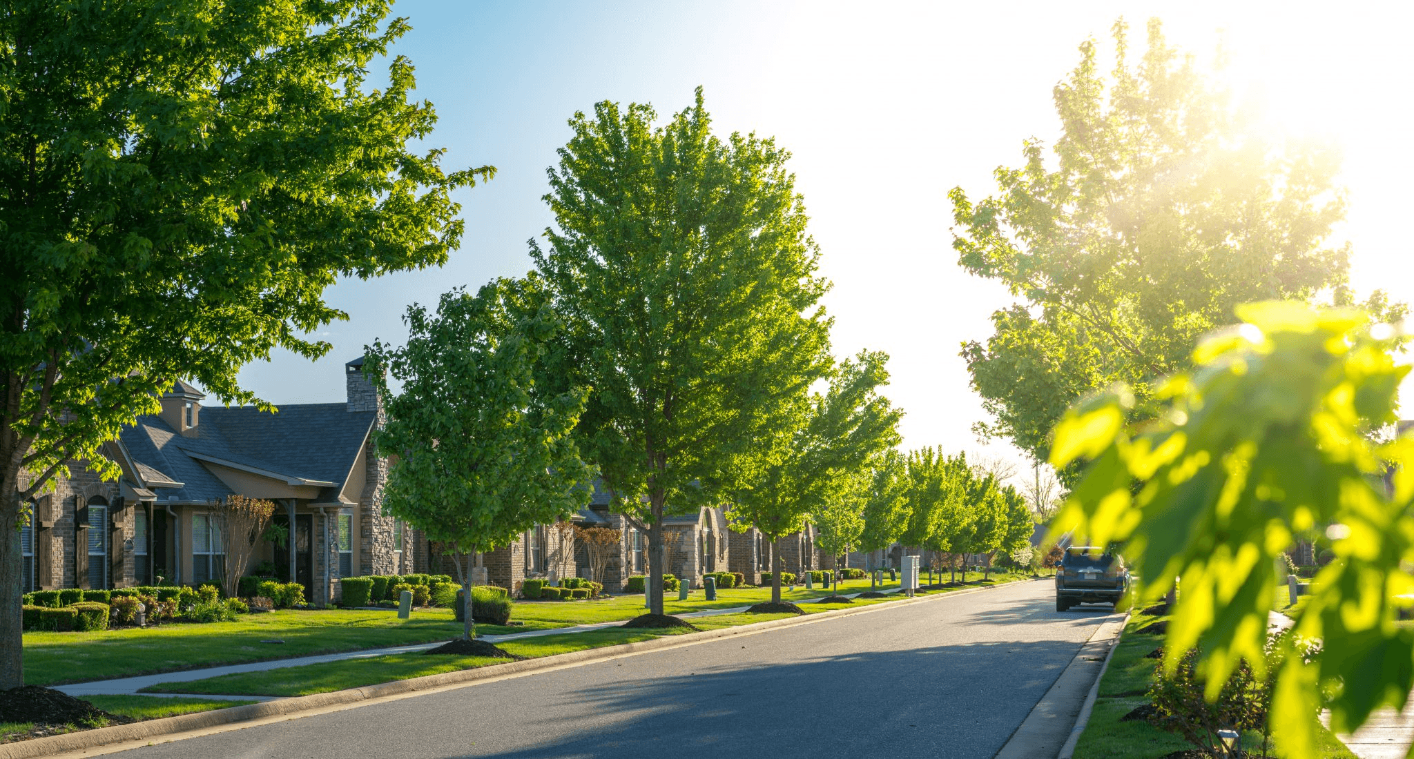 Tree-lined street